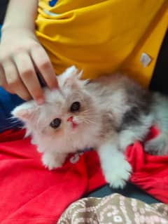 Persian pikki face kitten for sale