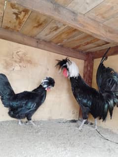 Black polish F1 quality egg lying breeder pair available