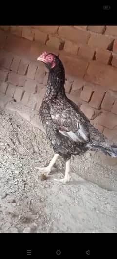high quality aseel pair