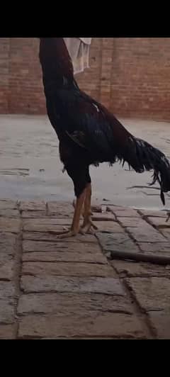 high quality aseel murga
