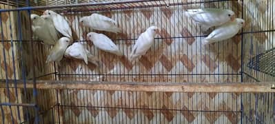 Albino