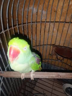 Raw/Ringneck/plumhead