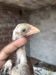 Top quality aseel chicks