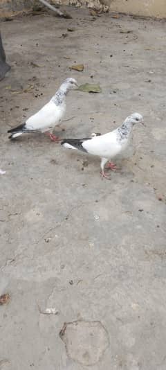 Sialkoti