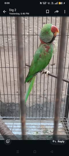 Bolta