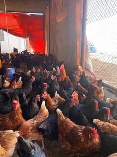 lohman brown  | RiR |  Australorp |misri