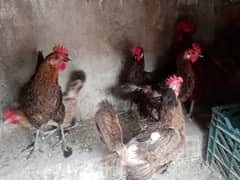 Golden misri chicks and hens for sale