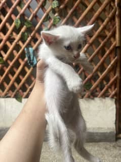 Cat for sale