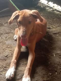 urgentely sale male dog