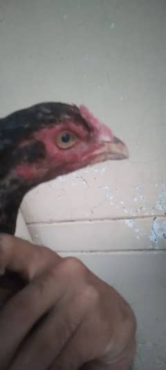 aseel hens    whatsapp03453437692