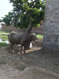 Shokeeni Pure Neeli Ravi Tazi 2 Dant pehlan nichy katti Bola 12Kg