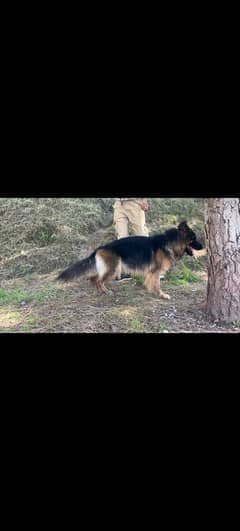 German shepherds female