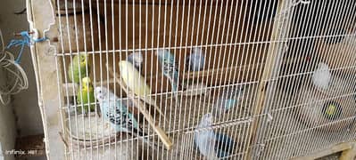 Breeder 8 pair for sale of Australian parrot with cage