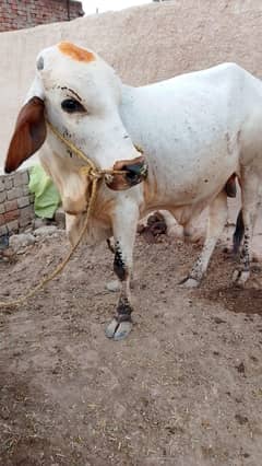 one bachra khira