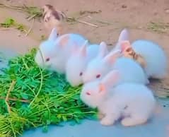 Rabbit for sale