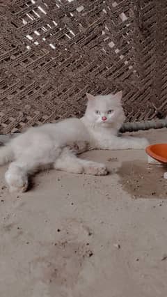 Persian punch face long coated female cat, litter trained and healthy
