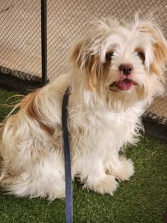 Shih
