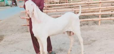 bakra