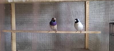 Blue Goldian Ready to Breed Pairs  Extra Males