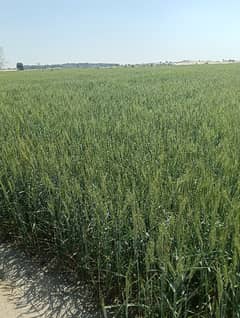 600 Kanal Agricultural Land In Central Multan Bypass For sale