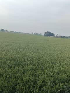 1000 Acres Agriculture land sale Bhakkar only 80 crore