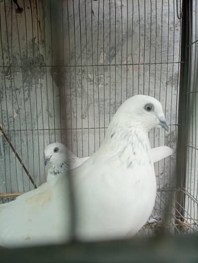 motiwala kabooter sialkoti