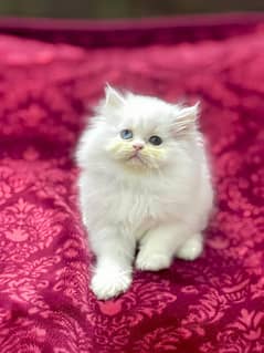 Persian