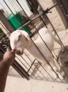 mundra