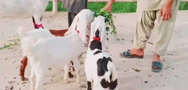 Desi Bakri Our 3 Bacchon Ka Sath for sale,+03228068296
