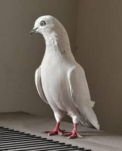 pigeons