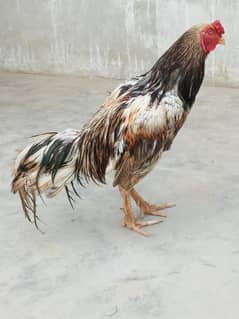 aseel
