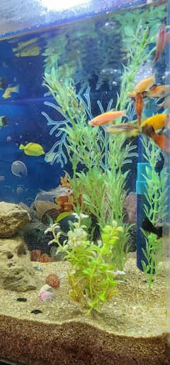1 FEET AQUARIUM