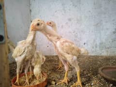 white japanese shamoo aseel chiks