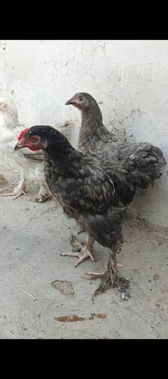 blue buff, golden and white buff chicks