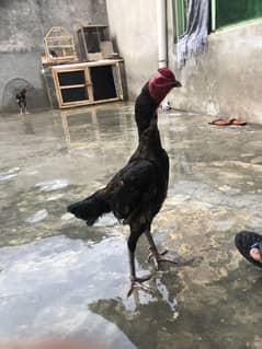 Thai