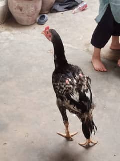 Aseel Patha