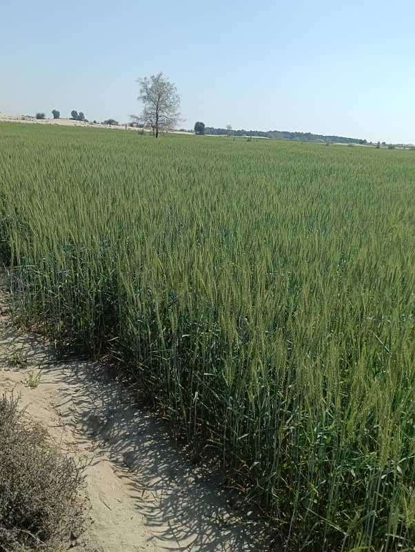 This Is Your Chance To Buy Commercial Plot In Multan Bypass 0