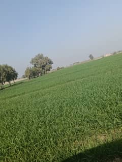 Ideal Agricultural Land Is Available For Sale In Multan Bypass