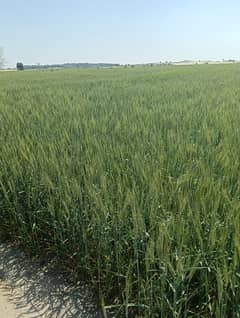 200 Kanal Agriculture Land Sale Fee Acre 10 Lac From Multan 50 Km