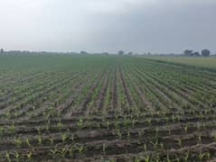 Commercial land 2700 FEET MAIN ROAD FRONT SHOUR KOT INTERCHANGE SE 25 KM ON LAYYA ROAD