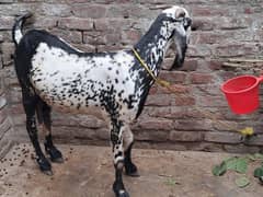 nayab nasal ki bakri