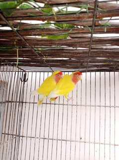 Common Latino lovebirds.