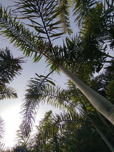 Nariyal, Khajoor, Areca Palm Trees Available | Shade & Fruit Plants"