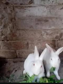Breeder rabbit females for sale read discription