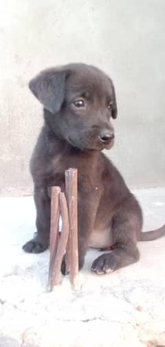 puppy for adoption