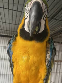 Breeder male MashahAllah 03350486607