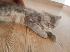 grey three years trained vaccinated cat as a gift