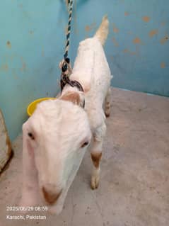 3 months old male active bacha for sale