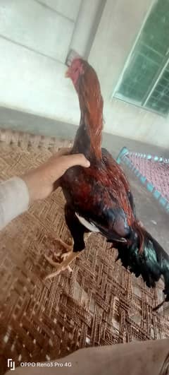 pure aseel murga