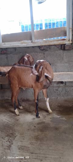 mona pure bakra